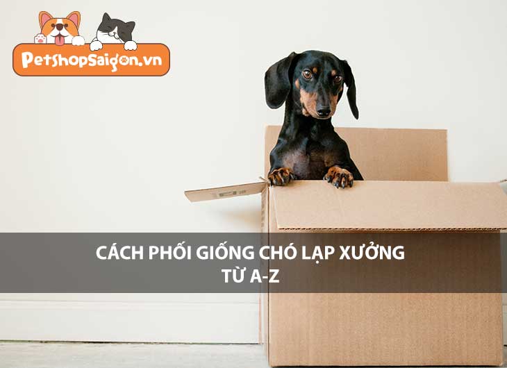 Cách phối giống chó lạp xưởng từ A-Z