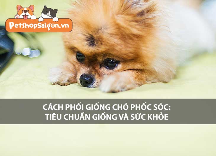 Cách phối giống chó Phốc sóc: Tiêu chuẩn giống và sức khỏe