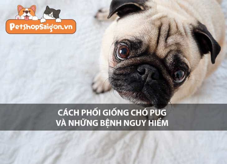 Cách phối giống chó Pug và những bệnh nguy hiểm