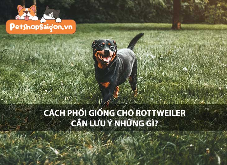 Cách phối giống chó Rottweiler cần lưu ý những gì?