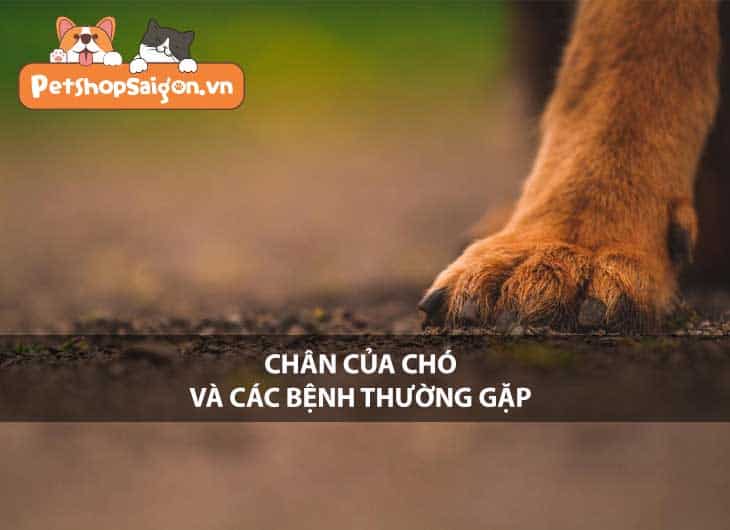 Chân của chó và các bệnh thường gặp