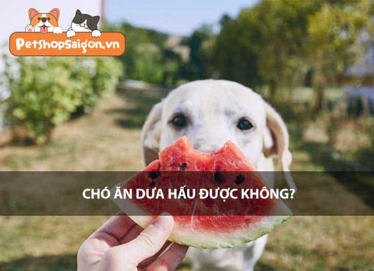 Chó ăn dưa hấu được không?