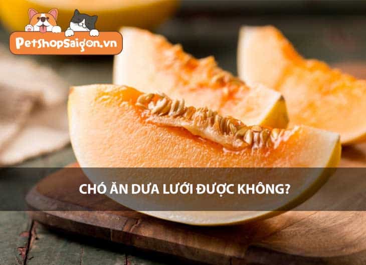 Chó ăn dưa lưới được không?