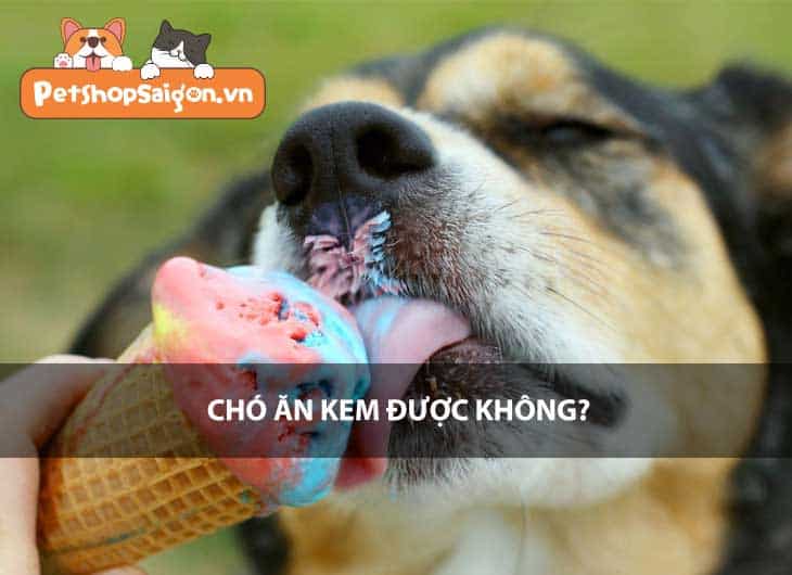 Chó ăn kem được không?