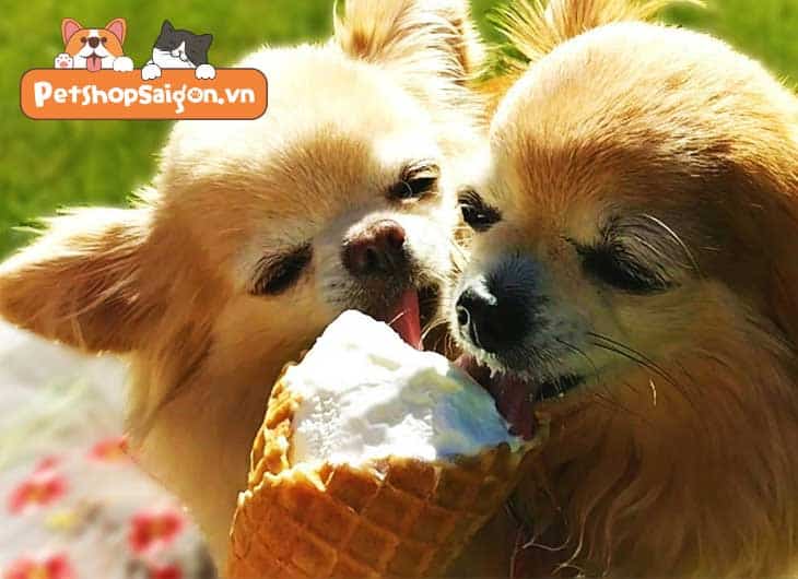 Chó ăn kem được không?