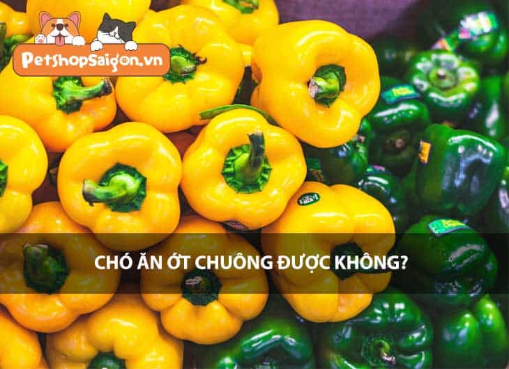 Chó ăn ớt chuông được không?