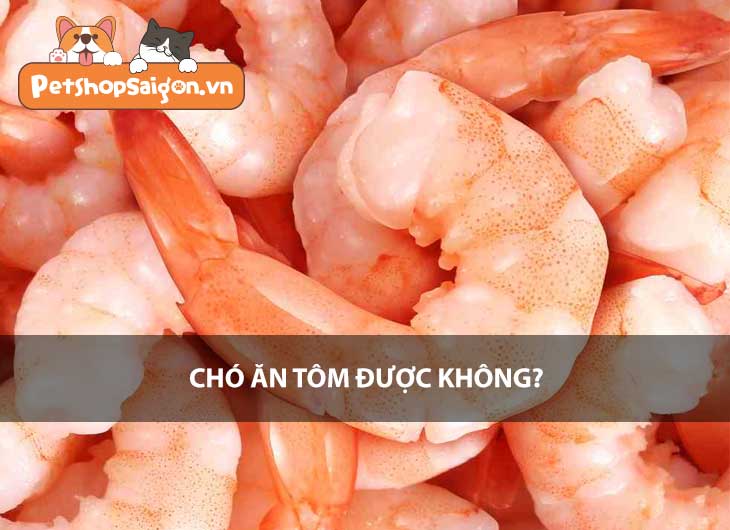 Chó ăn tôm được không?