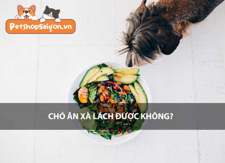 Chó ăn xà lách được không?