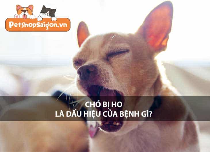 Chó bị ho là dấu hiệu của bệnh gì?