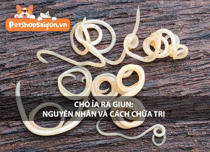 Chó ỉa ra giun: Nguyên nhân và cách chữa trị