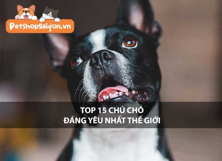 Top 15 chú chó đáng yêu nhất thế giới