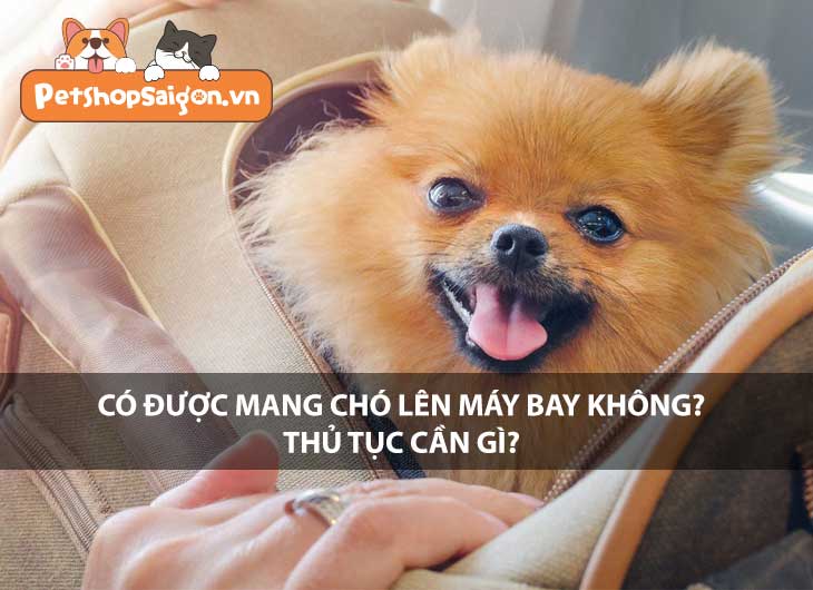 Có được mang chó lên máy bay không? Thủ tục cần gì?