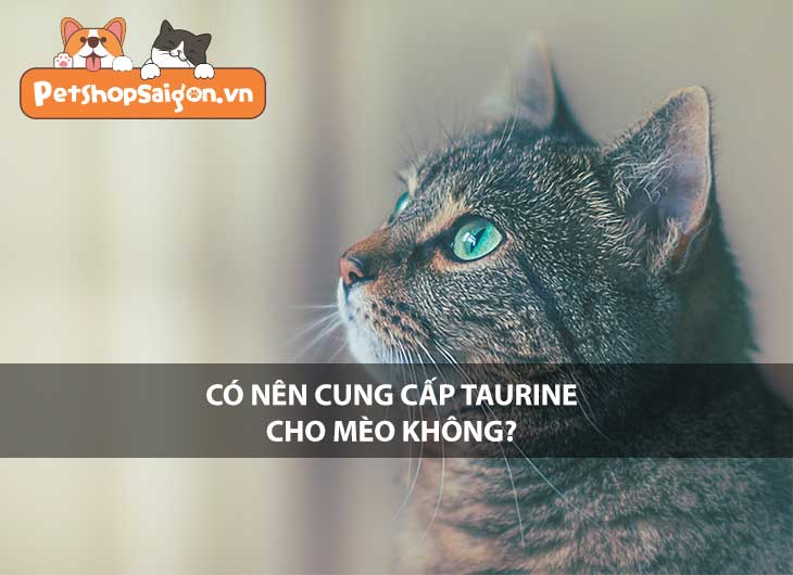 Có nên cung cấp taurine cho mèo không?