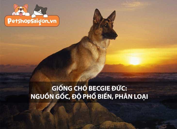 Giống chó Becgie Đức: Nguồn gốc, độ phổ biến, phân loại