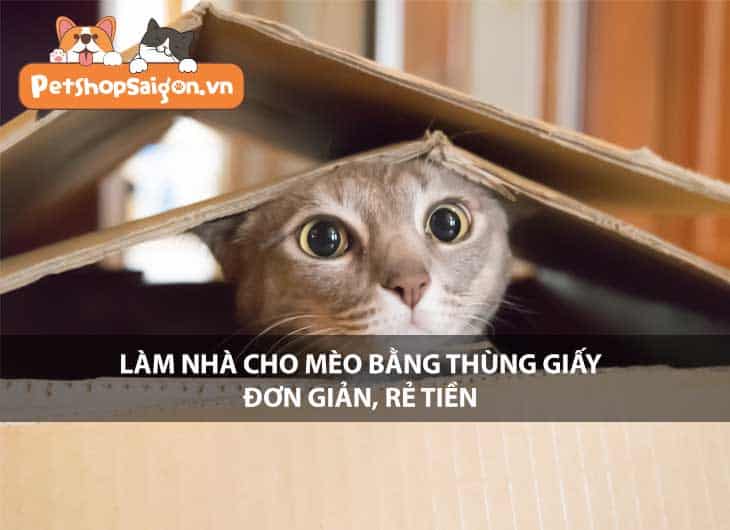 Làm nhà cho mèo bằng thùng giấy đơn giản, rẻ tiền