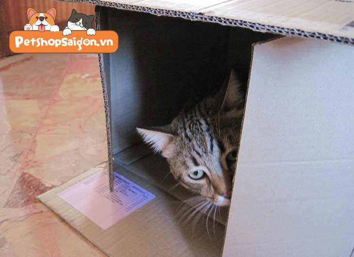 làm nhà cho mèo bằng thùng giấy