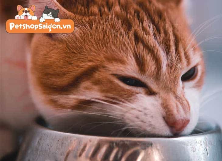 Mèo ăn bao nhiêu thức ăn ướt là đủ? | 