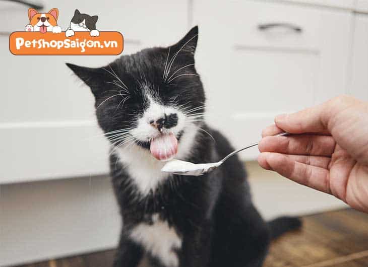 Mèo ăn bao nhiêu thức ăn ướt là đủ?