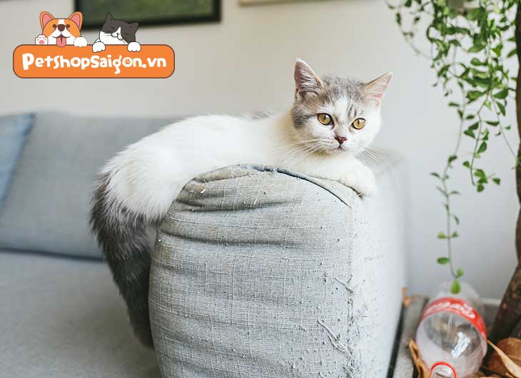 PetshopSaigon.vn mang đến cho bạn những tấm ảnh ấn tượng của các chú mèo dễ thương. Đây sẽ là sự lựa chọn tuyệt vời cho những ai yêu thích động vật và muốn trải nghiệm những khoảnh khắc ngọt ngào cùng các chú mèo.