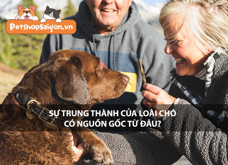 Sự trung thành của loài chó có nguồn gốc từ đâu?