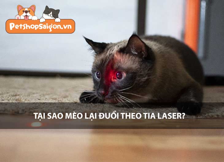 Tại sao mèo lại đuổi theo tia laser?