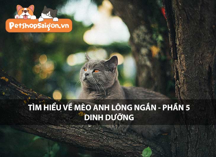 Tìm hiểu về mèo Anh lông ngắn - Phần 5: Dinh dưỡng