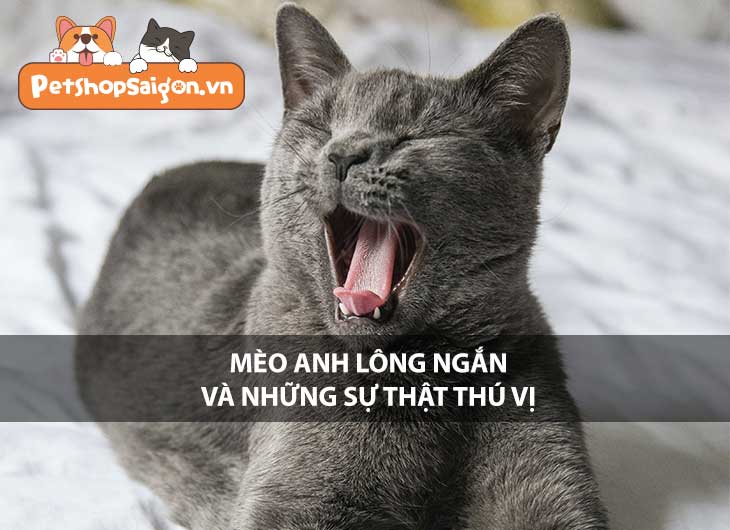 Mèo Anh lông ngắn và những sự thật thú vị