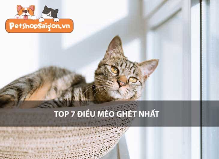 Top 7 điều mèo ghét nhất