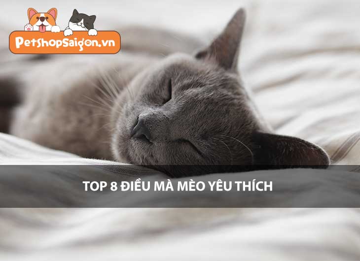 Top 8 điều mà mèo yêu thích