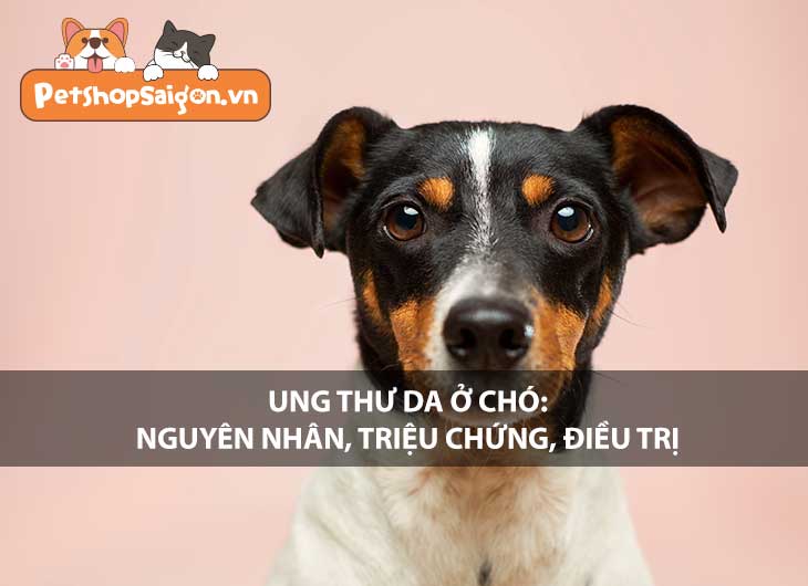 Ung thư da ở chó: Nguyên nhân, triệu chứng và điều trị