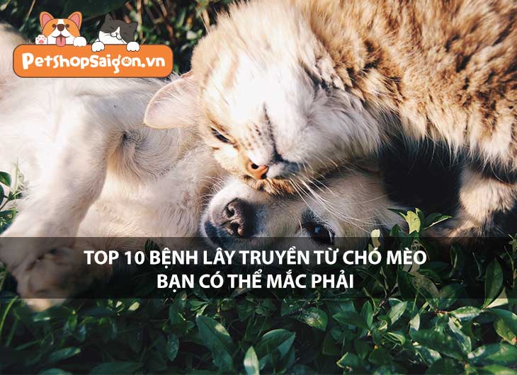 Top 10 bệnh lây truyền từ chó mèo bạn có thể mắc phải