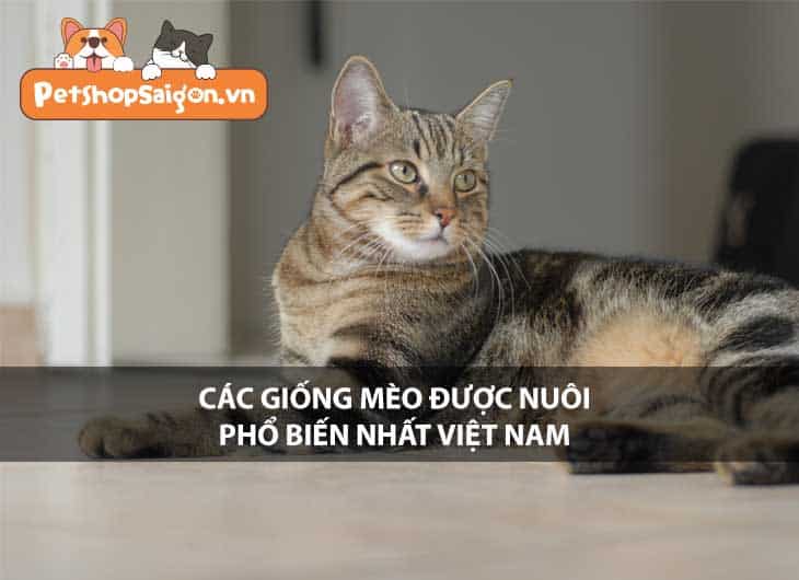 Các giống mèo được nuôi phổ biến nhất Việt Nam