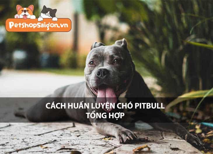 Cách huấn luyện chó Pitbull tổng hợp