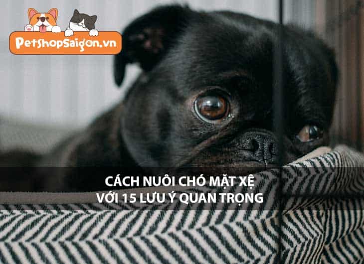 Cách nuôi chó mặt xệ với 15 lưu ý quan trọng