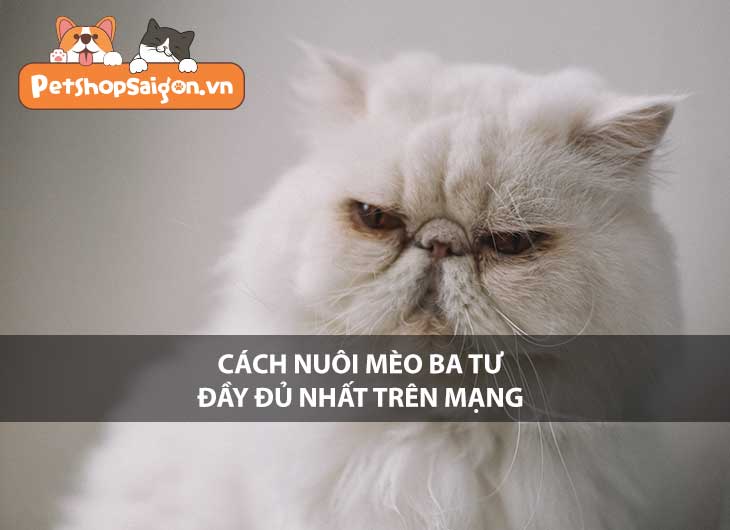 Cách nuôi mèo Ba Tư đầy đủ nhất trên mạng