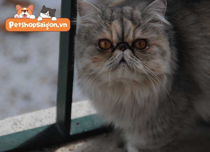 Cách nuôi mèo Ba Tư đầy đủ nhất trên mạng | 