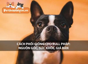 Cách phối giống chó Bull Pháp: Nguồn gốc, sức khỏe và giá bán