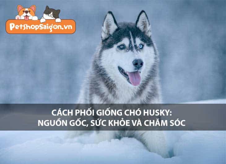 Cách phối giống chó Husky: Nguồn gốc, sức khỏe và chăm sóc