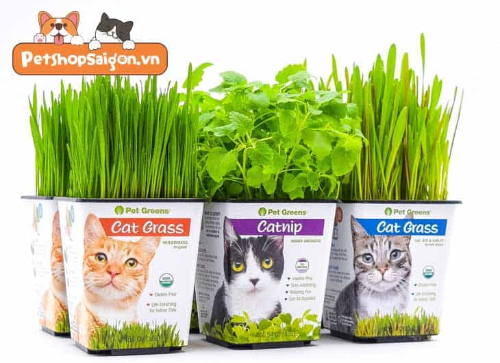 Cách trồng cỏ mèo