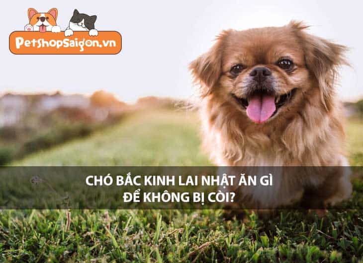 Chó Bắc Kinh lai Nhật ăn gì để không bị còi?