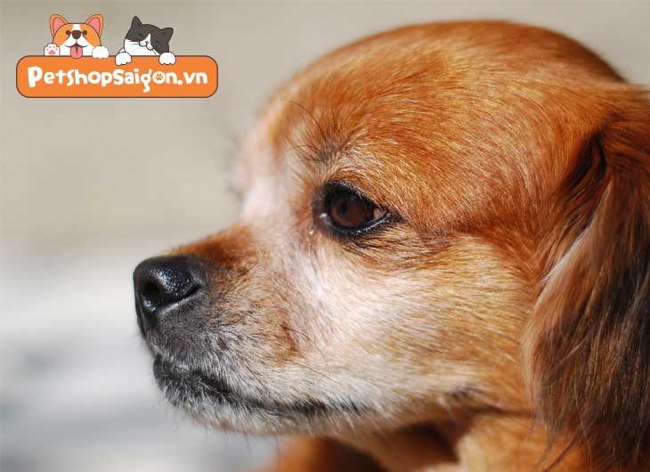 Chó Bắc Kinh Lai Nhật Ăn Gì Để Không Bị Còi? | Petshopsaigon.Vn