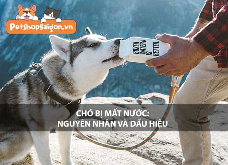 Chó bị mất nước: Nguyên nhân và dấu hiệu nhận biết