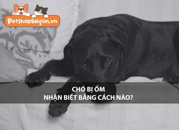 Chó bị ốm nhận biết bằng cách nào?