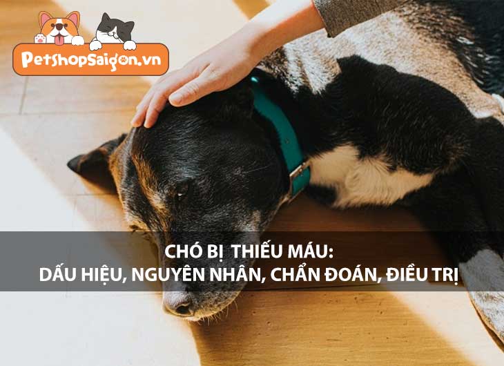 Chó bị thiếu máu: Dấu hiệu, nguyên nhân, chẩn đoán, điều trị