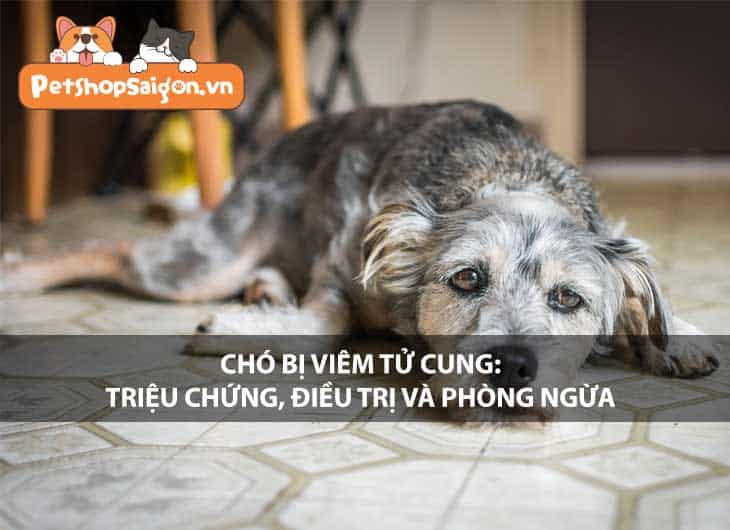 Chó bị viêm tử cung: Triệu chứng, điều trị, và phòng ngừa