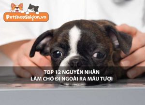 Top 12 nguyên nhân làm chó đi ngoài ra máu tươi