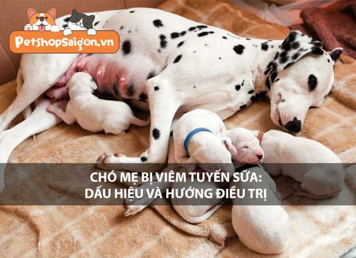 Chó mẹ bị viêm tuyến sữa: Dấu hiệu và hướng điều trị