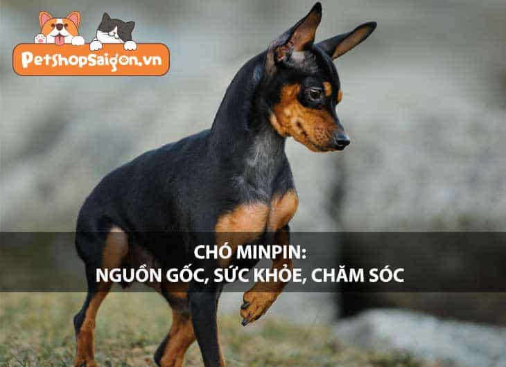 Chó Minpin: Nguồn gốc, sức khỏe, chăm sóc