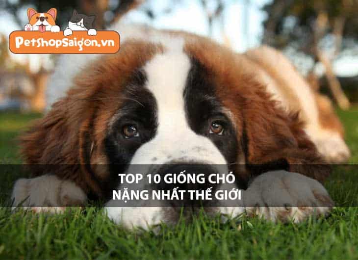 Top 10 giống chó nặng nhất thế giới