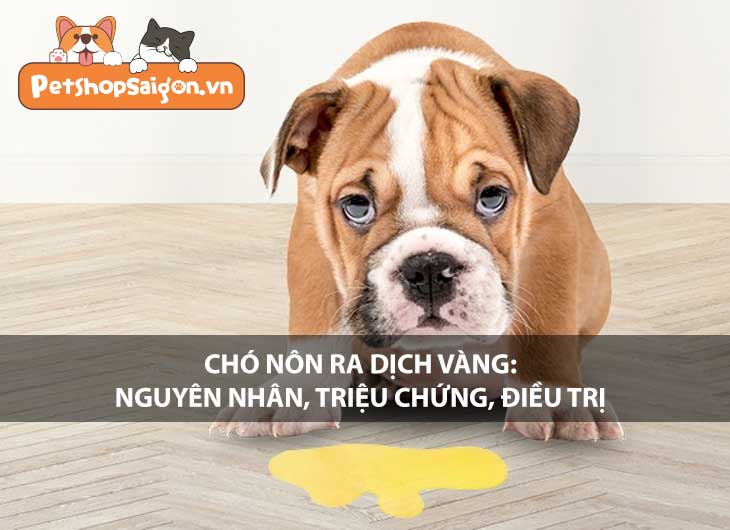 Chó nôn ra dịch vàng: Nguyên nhân, triệu chứng, điều trị